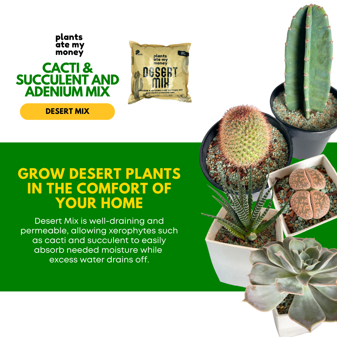 PAMM [ADVANCED CACTI & SUCCULENT AND ADENIUM MIX] Desert Mix - Potting Mix for Cacti & Succulents and Adenium